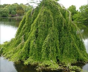 Cypryśnik płaczący CASCADE FALLS Taxodium distichum C5/Pa80cm