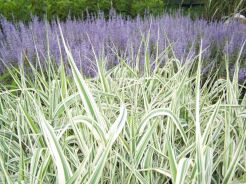 Trzcina karka VARIEGATA Phragmites karka /C2 *26