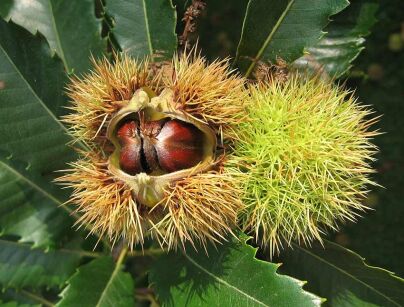 Kasztan jadalny ASPLENIIFOLIA  Castanea sativa