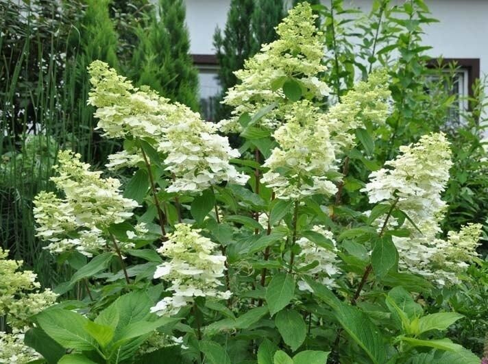 Hortensja bukietowa KYUSHU  Hydrangea paniculata 