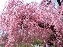 Wiśnia różowa PENDULA PLENA ROSEA Prunus x subhirtella C5/Pa100cm