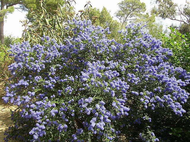 Prusznik płożący Ceanothus thyrsiflorus var. repens Bez kalifornijski C2/20cm *K11