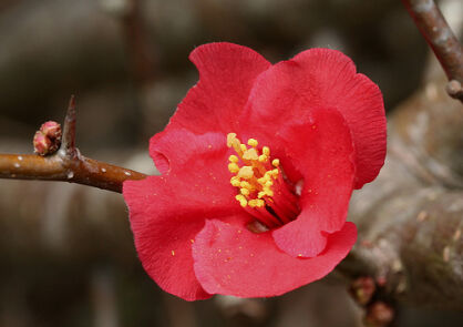 Pigwowiec okazały HOLLANDIA Chaenomeles speciosa