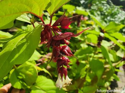 Leicesteria karłowa LITTLE LANTERN Leycesteria formosa C7,5/60cm