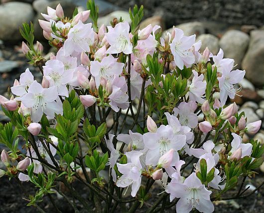 Rhododendron vaseyi WHITE FIND Różanecznik, Azalia C5/50cm *T6