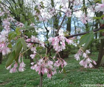 Kłokoczka ROSEA Staphylea holocarpa C5/40-60cm *K8