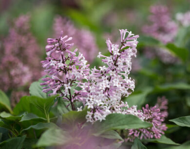 Lilak LITTLE LADY® 'Jeflady' Syringa C3/10-20cm *K15