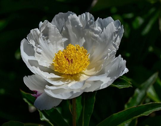 Piwonia KRINKLED WHITE Paeonia lactiflora /P11 *T7