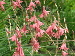 Dierama pulcherrimum /P9 *K9