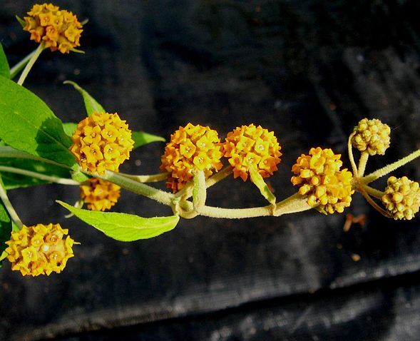 Budleja główkowata Buddleja globosa /C2 *T3