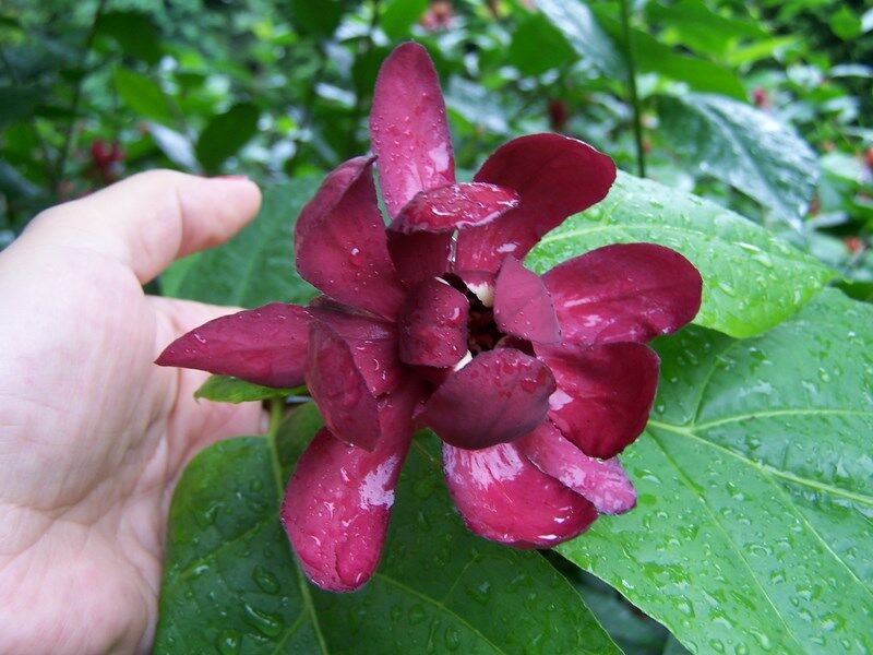 Kielichowiec HARTLAGE WINE Calycanthus raulstonii C5/80-100cm *T51-52