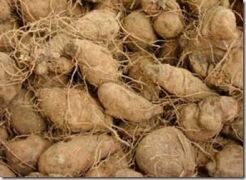 Pochrzyn chiński YAM Dioscorea batatus /P11 *K16