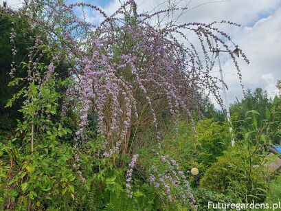 Budleja skrętolistna Buddleja alternifolia C5/80-100cm *K13