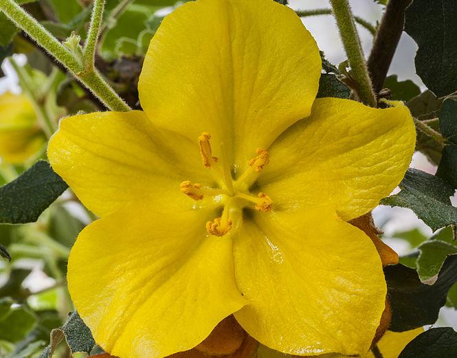 Fremontia CALIFORNIA GLORY in. Flanelowy krzew Fremontodendron C3/80-100cm *T36