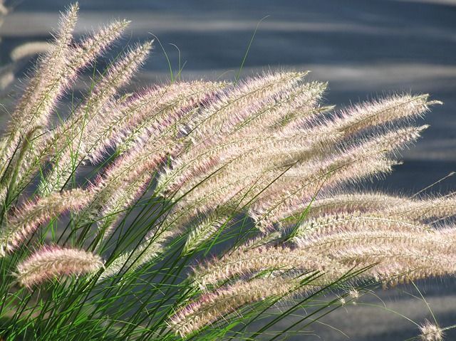 Rozplenica japońska CASSIAN Pennisetum alopecuroides Piórkówka /C2