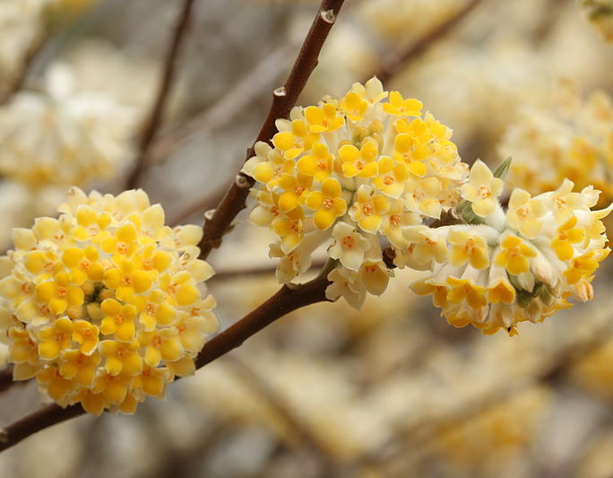 Edgewortia papierodajna GRANDIFLORA Edgeworthia chryzantha C1,5(C5)/30cm *GD