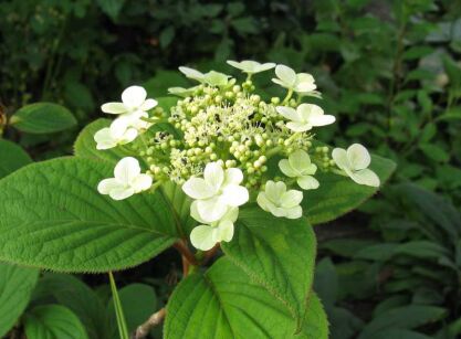 Hortensja miękkowłosa GIDIE Hydrangea heteromalla C3/40