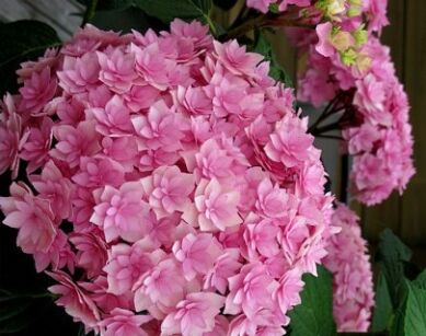 Hortensja ogrodowa EXPRESSION® 'Youmesix' hydrangea macrophylla /C2