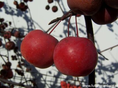 Jabłoń kolumnowa APOLLO Malus C2/30-40cm