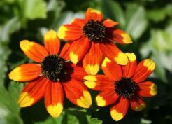 Rudbekia trójklapowa PRAIRIE GLOW  Rudbeckia triloba