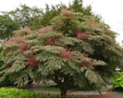 Aralia japońska - Aralia elata - nasiona 10 szt. 