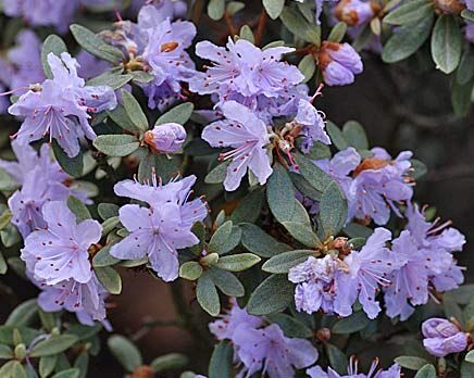 Rhododendron tapetiforme /C1