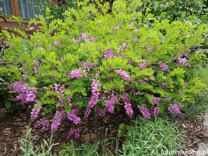 Indygowiec Kiryłowa Indigofera Kirilowii /C3 *T1