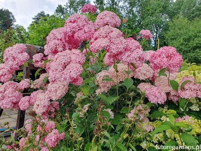 Hortensja krzewiasta PINK ANABELLE 'Spirit' Hydrangea arborescens /C5 *T63-64