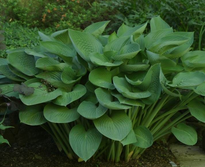 Hosta olbrzymia T-REX Funkia /C3 *25P