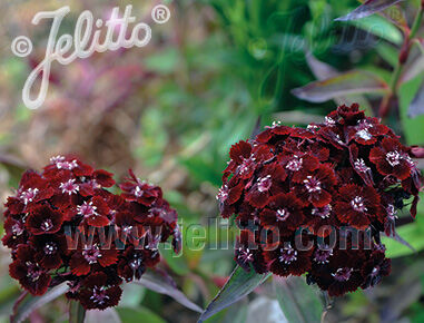 Goździk brodaty NIGRESCENS SOOTY Dianthus barbatus - 10szt. nasion