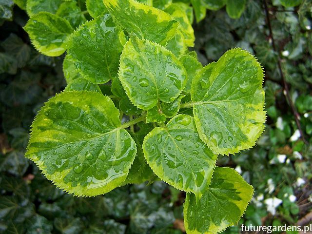 Hortensja pnąca MIRRANDA Hydrangea anomala petiolaris C5/1-1,2m *K20