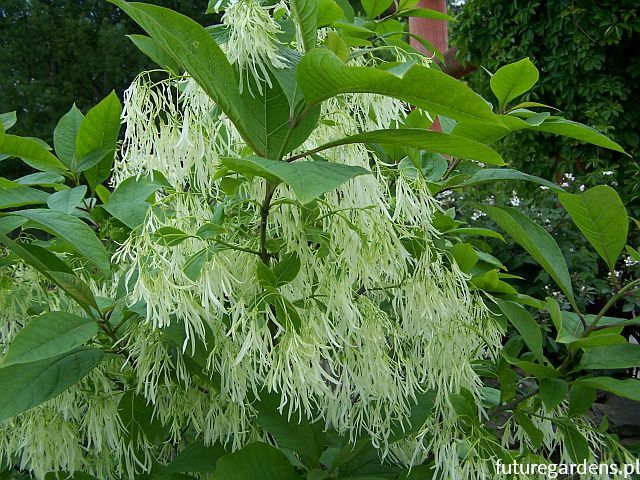 Śniegowiec chiński Chionanthus retusus - krzew C5/40-50cm *T34