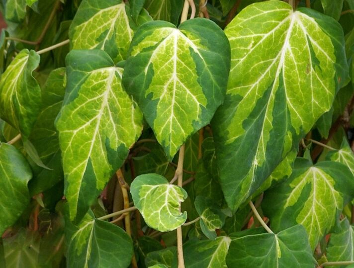 Bluszcz kolchidzki SULPHUR HEART syn. Hedera colchica 'Paddy`s Pride' C1-C2/80cm