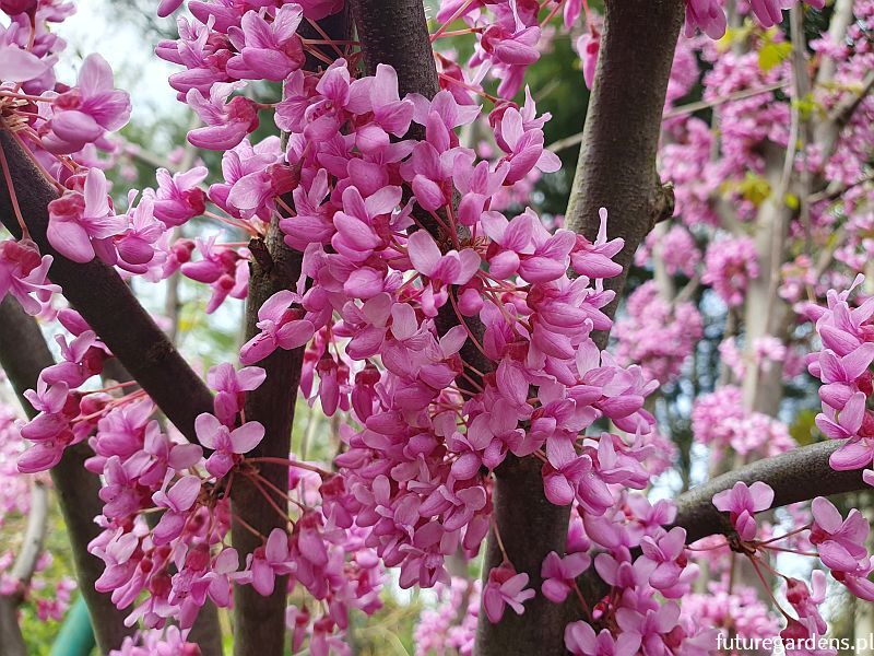 Judaszowiec chiński C. yunnanensis syn. Cercis glabra C7,5/120-140cm *TP