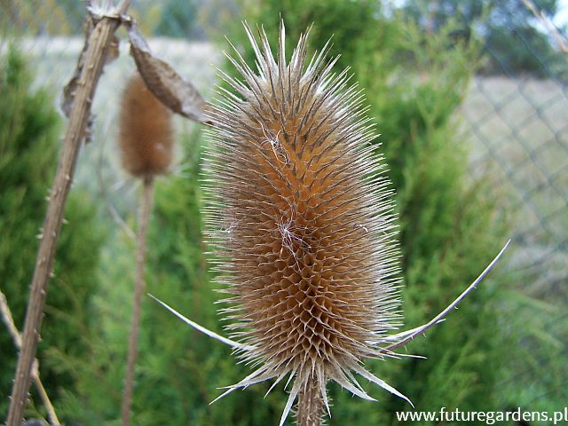 Szczeć Dipsacus sativus - 0,5 g nasion 