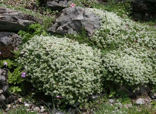 Paronychia Kapeli subsp.serpyllifolia Paronychia kapela /P9 *K16