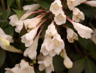 Krzewuszka BLACK and WHITE  Weigela 'Courtacad1' PBR C5/30-40cm