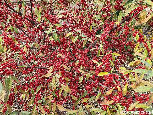 Oliwnik baldaszkowaty Elaeagnus umbellata C3/80-120cm *K14