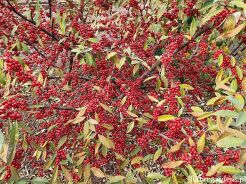 Oliwnik baldaszkowaty Elaeagnus umbellata C3/80-120cm *K22