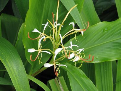 Hedychium gardnerianum var. spicatum Kolczasta lilia imbirowa /C3