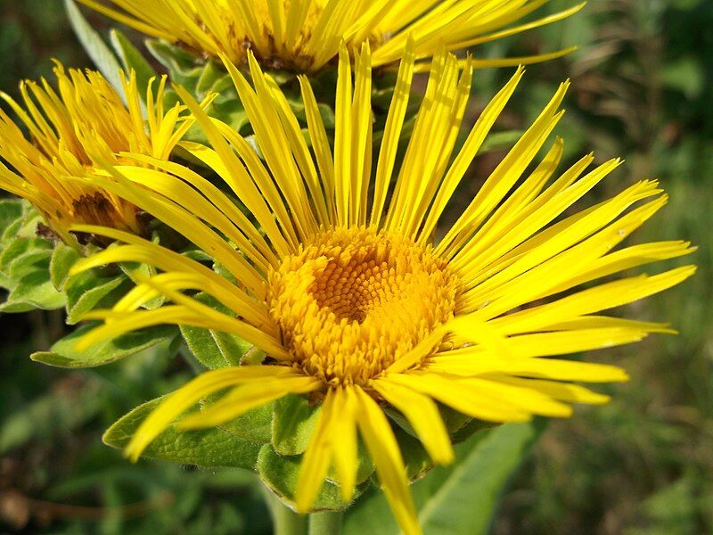 Oman wielki Inula helenium ~ nasiona 20szt.