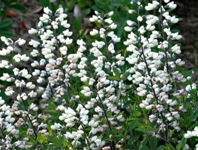 Baptysia biała  Baptisia leucantha - 3 szt. nasion