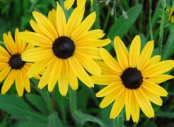 Rudbekia owłosiona Rudbeckia hirta