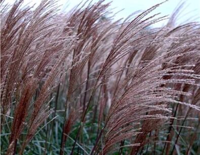 Miskant chiński DRONNING INGRID Miscanthus sinensis /C2,5