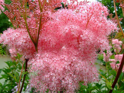 Wiązówka błotna RÓŻOWA Filipendula ulmaria /C1,5-C2