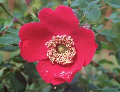 Róża Moyesa Rosa moyesii, zaszczepiona /C7 *P26