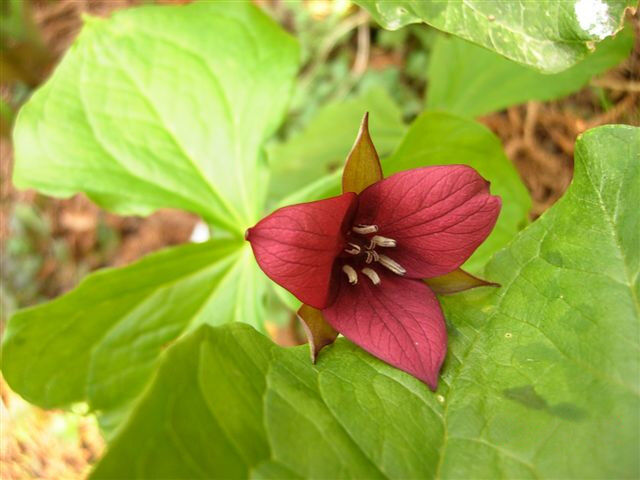 Trillium vaseyi Trójlist Vasey'a /C1 *T52