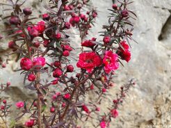 Manuka WINTER CHEER Leptospermum scoparium zw. Drzewko herbaciane C3/20cm *K12