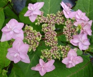 Hortensja piłkowana 'Yae-no-Amacha' Hydrangea serrata