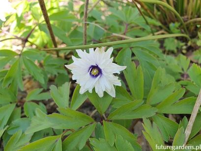 Zawilec gajowy BLUE EYES Anemone nemorosa /P9 *K25